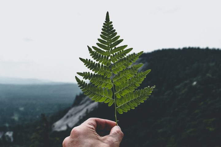 Photo "Connection with Nature: Ideas for a Greener Lifestyle"